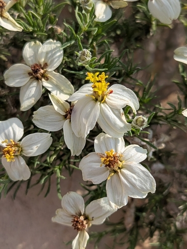 desert zinnia