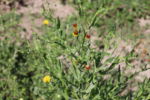 Helenium microcephalum