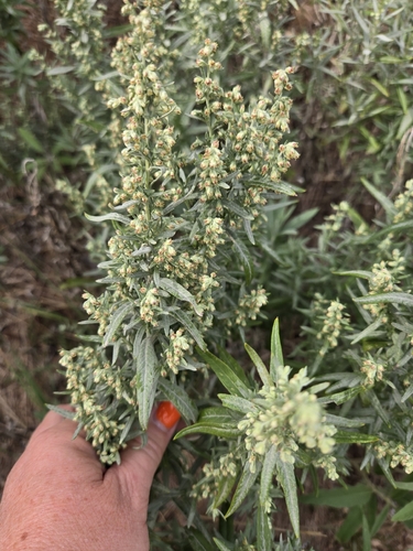 Silver Wormwood