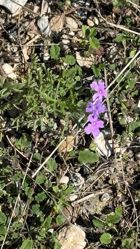 Dakota mock vervain