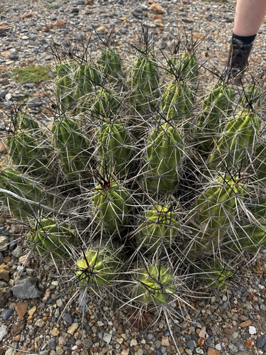Strawberry Cactus