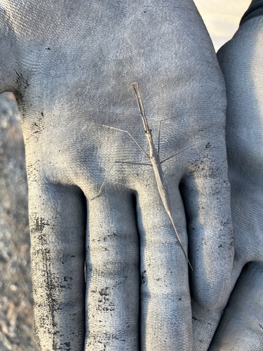 Brown Waterscorpion
