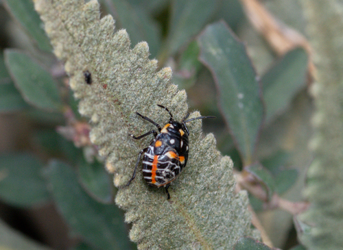 Harlequin Bug