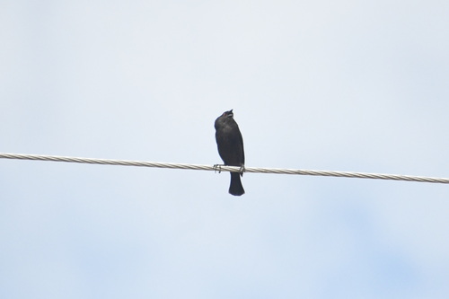 Bronzed Cowbird