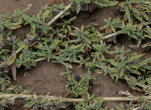 Procumbent Pigweed