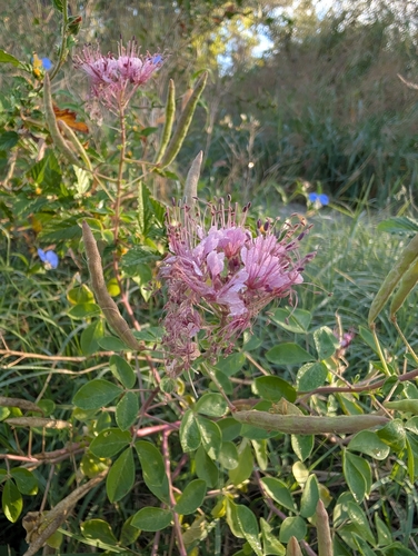 Rio Grande clammyweed