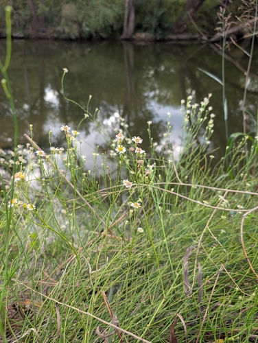 Spiny Chloracantha