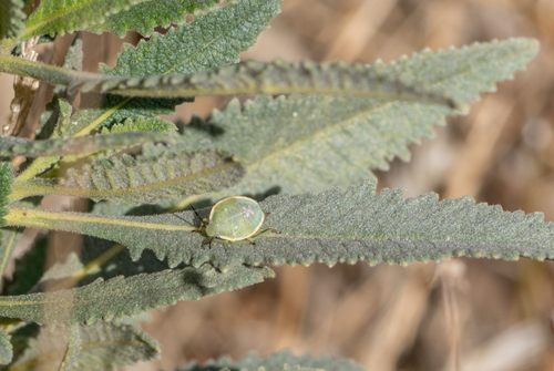 Uhler's Stink Bug