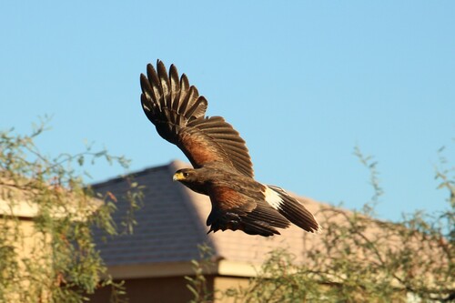 Harris's Hawk