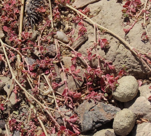 Euphorbia serpillifolia