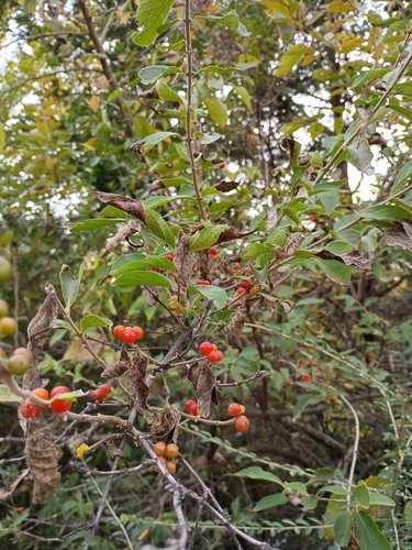 netleaf hackberry