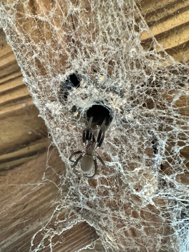 Southern House Spider