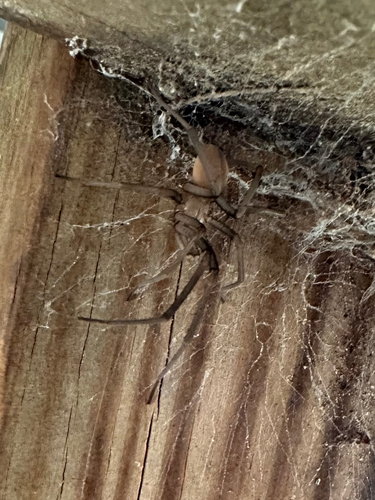 Southern House Spider