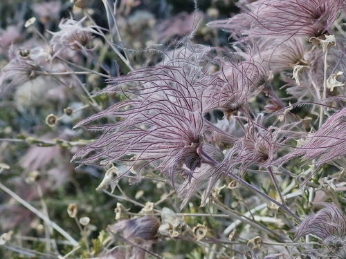 Apache plume