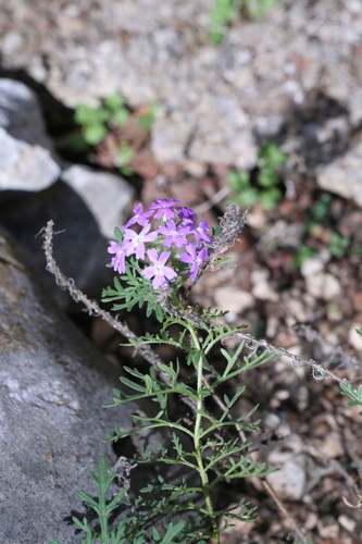 Dakota Mock Vervain