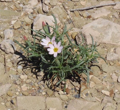 Nicolletia edwardsii