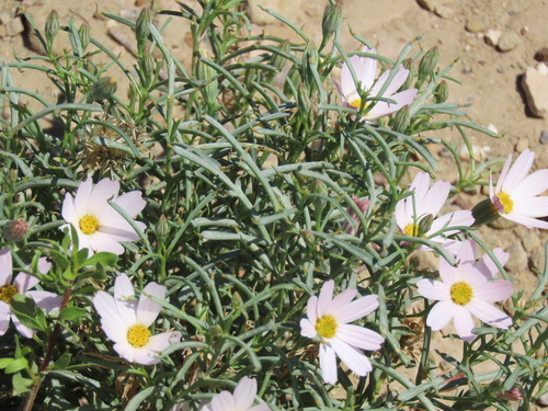 Nicolletia edwardsii