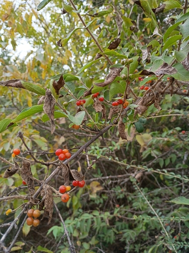 netleaf hackberry