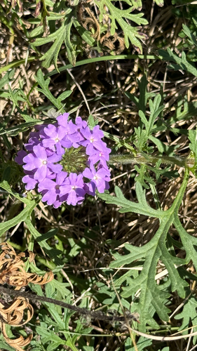 Dakota mock vervain