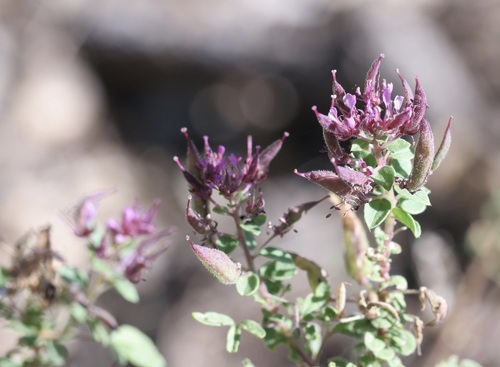 Redwhisker Clammyweed