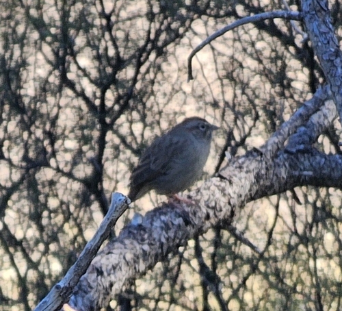 Rufous-crowned Sparrow