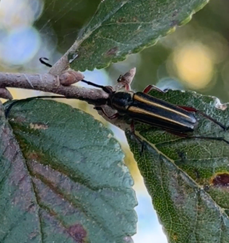 Double-banded Bycid