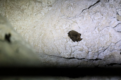 Townsend's Big-eared Bat