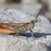 Maritime Grasshopper - Photo (c) markussehnal, all rights reserved, uploaded by markussehnal