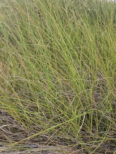 Spiny Chloracantha