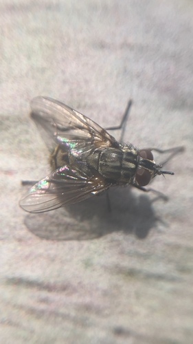 Stable Fly