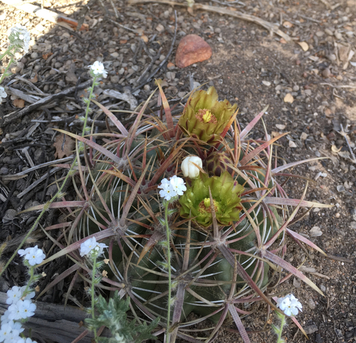 San Diego Barrel Cactus