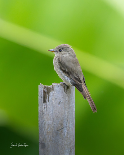 Contopus sordidulus