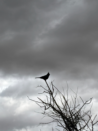 Phainopepla
