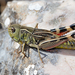 Arcyptera brevipennis - Photo (c) markussehnal, todos los derechos reservados, subido por markussehnal