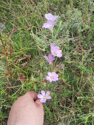 Violeta atrapamoscas