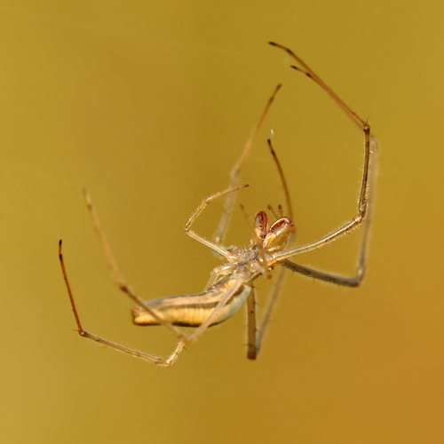 Silver Long-jawed Orbweaver