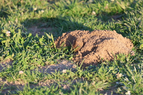 Northern California Pocket Gopher