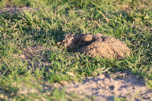 Northern California Pocket Gopher
