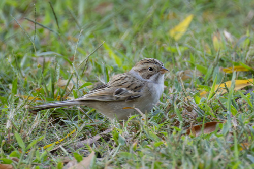 Clay-colored Sparrow