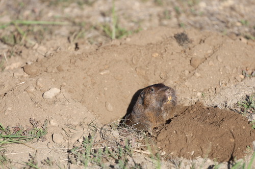 Botta's Pocket Gopher