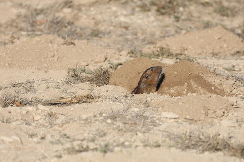 Botta's Pocket Gopher