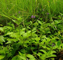 Image of Stachytarpheta urticifolia