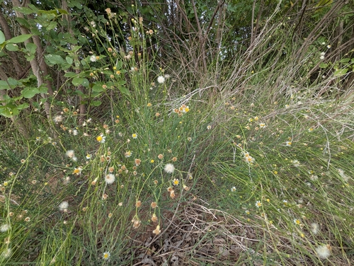 Spiny Chloracantha