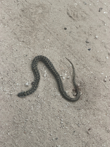 Checkered Garter Snake