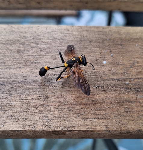 Yellow-legged Mud-dauber Wasp
