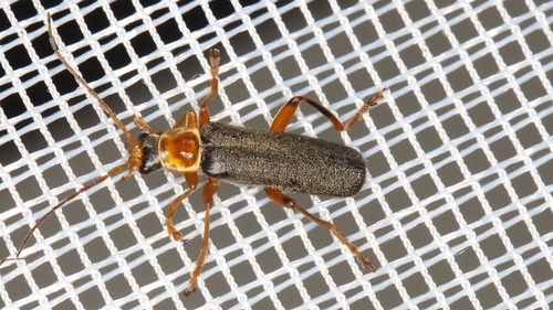 Cantharis nigricans