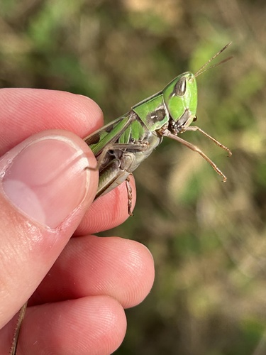 Admirable Grasshopper
