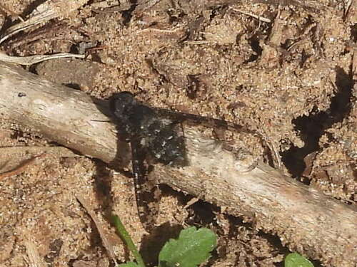 Spotted Bee Fly