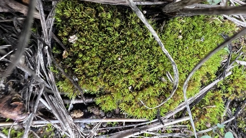 Star Moss