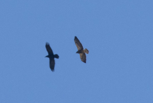 Swainson's Hawk